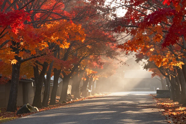 Plant Seasonal Content Before Demand Arrives: Reading Autumn's Search Curve in Google Trends